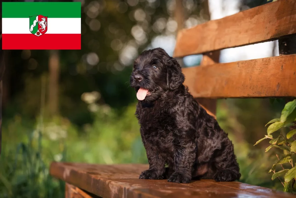 Russischer Schwarzer Terrier Züchter mit Welpen Nordrhein-Westfalen