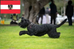 Read more about the article Russischer Schwarzer Terrier Züchter und Welpen in Österreich