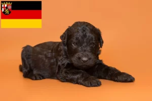 Read more about the article Russischer Schwarzer Terrier Züchter und Welpen in Rheinland-Pfalz