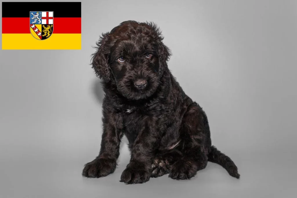 Russischer Schwarzer Terrier Züchter mit Welpen Saarland