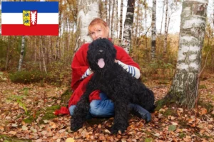 Read more about the article Russischer Schwarzer Terrier Züchter und Welpen in Schleswig-Holstein