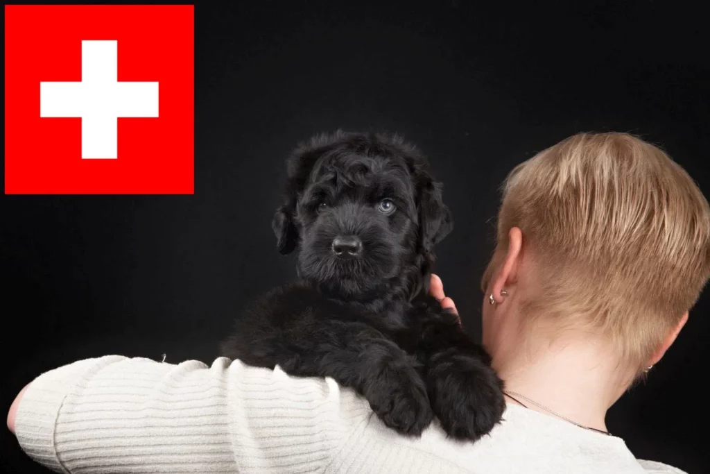 Russischer Schwarzer Terrier Züchter mit Welpen Schweiz