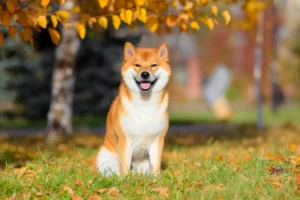 Roter Shiba Inu auf einer Wiese mit Herbstblättern.