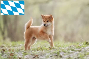 Read more about the article Shiba Züchter und Welpen in Bayern