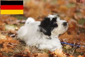 Read more about the article Tibet Terrier Züchter und Welpen in Deutschland