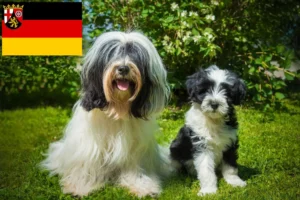 Read more about the article Tibet Terrier Züchter und Welpen in Rheinland-Pfalz