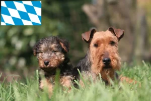 Read more about the article Welsh Terrier Züchter und Welpen in Bayern