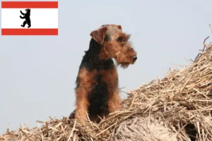 Read more about the article Welsh Terrier Züchter und Welpen in Berlin