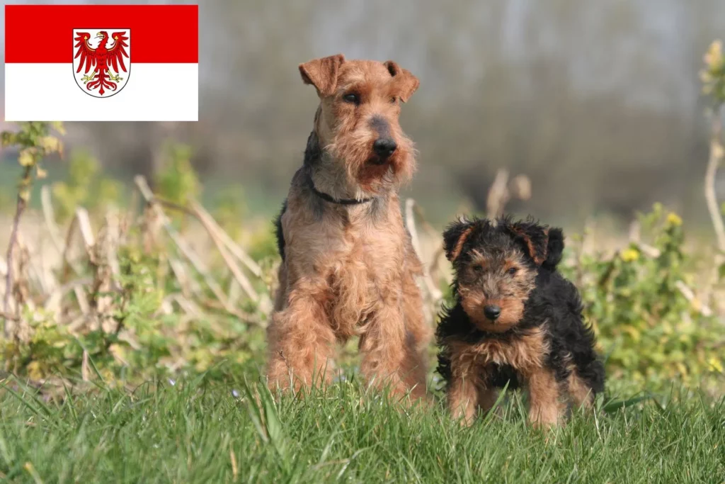 Welsh Terrier Züchter mit Welpen Brandenburg