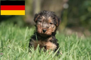 Read more about the article Welsh Terrier Züchter und Welpen in Deutschland