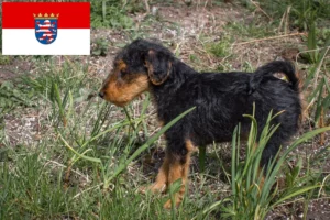 Read more about the article Welsh Terrier Züchter und Welpen in Hessen