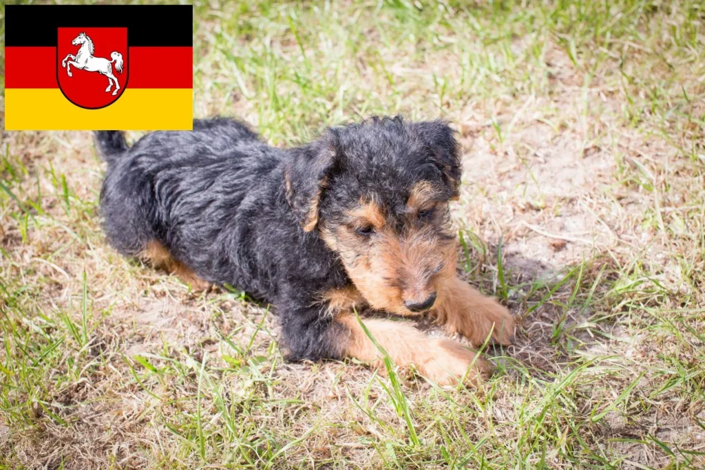 Welsh Terrier Züchter mit Welpen Niedersachsen