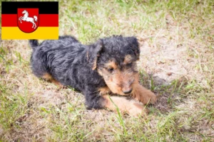 Read more about the article Welsh Terrier Züchter und Welpen in Niedersachsen