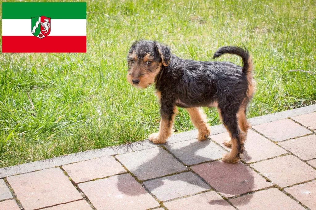 Welsh Terrier Züchter mit Welpen Nordrhein-Westfalen