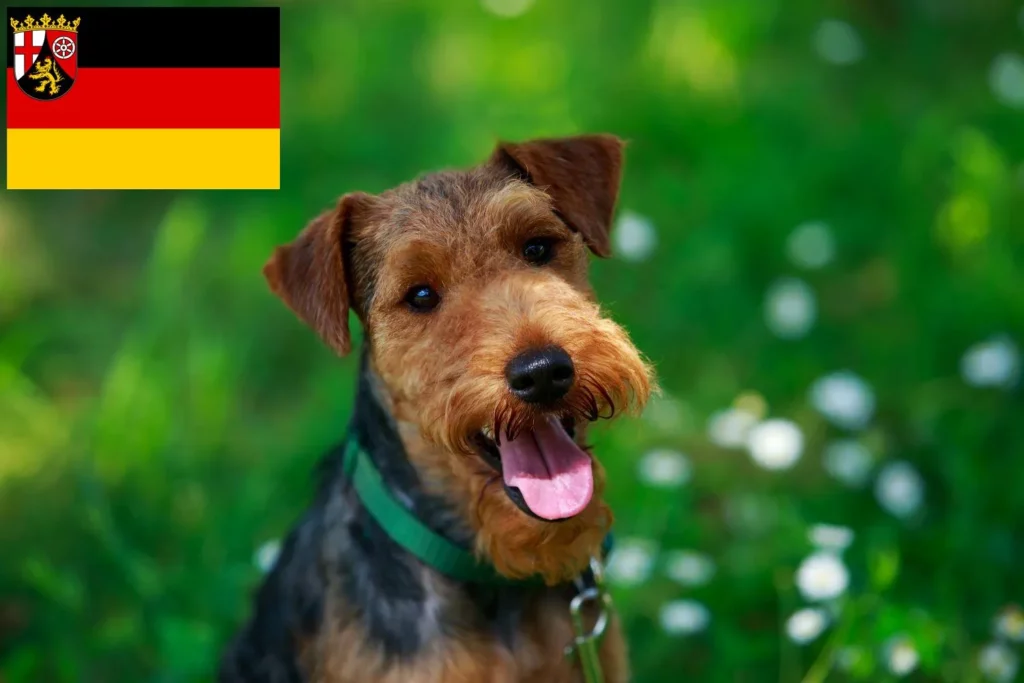 Welsh Terrier Züchter mit Welpen Rheinland-Pfalz
