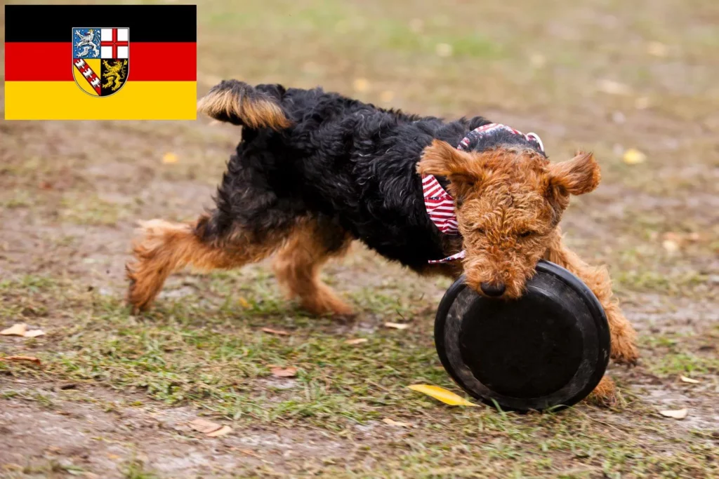 Welsh Terrier Züchter mit Welpen Saarland