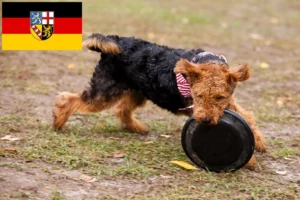 Read more about the article Welsh Terrier Züchter und Welpen im Saarland