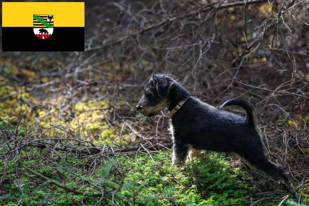 Welsh Terrier Züchter mit Welpen Sachsen-Anhalt