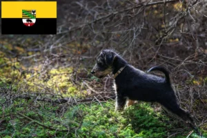 Read more about the article Welsh Terrier Züchter und Welpen in Sachsen-Anhalt