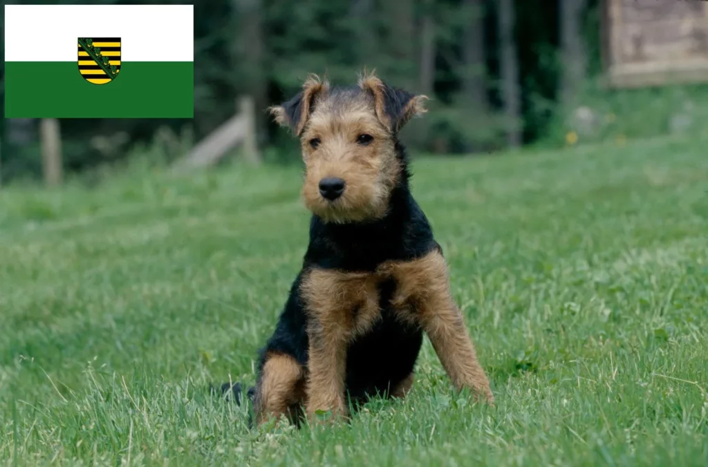Welsh Terrier Züchter mit Welpen Sachsen