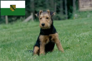 Read more about the article Welsh Terrier Züchter und Welpen in Sachsen