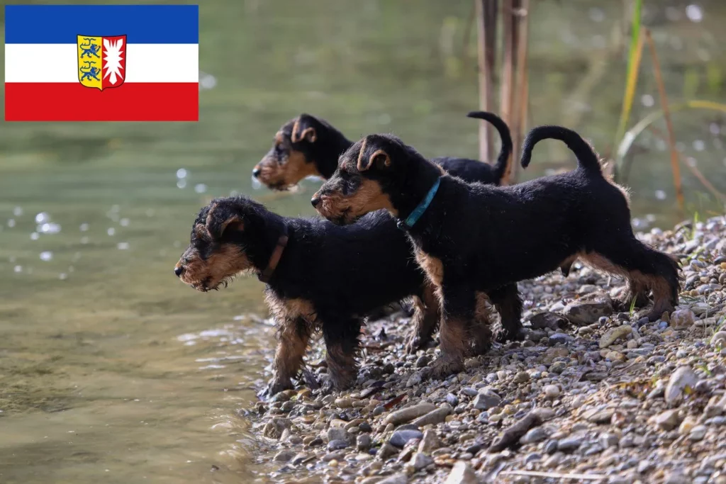 Welsh Terrier Züchter mit Welpen Schleswig-Holstein