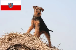 Read more about the article Welsh Terrier Züchter und Welpen in Thüringen