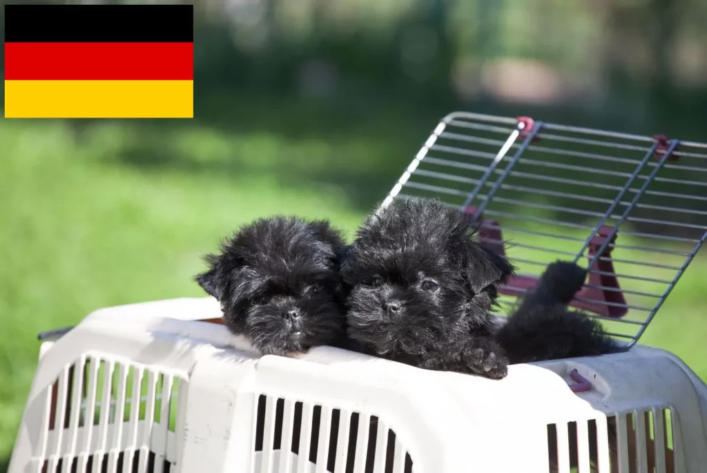 Affenpinscher Züchter mit Welpen Deutschland