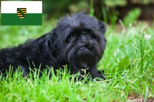 Read more about the article Affenpinscher Züchter und Welpen in Sachsen