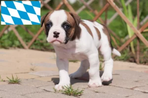 Read more about the article American Bulldog Züchter und Welpen in Bayern