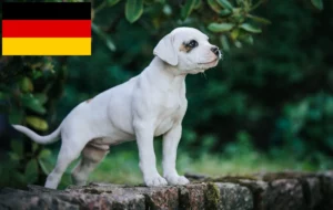 Read more about the article American Bulldog Züchter und Welpen in Deutschland