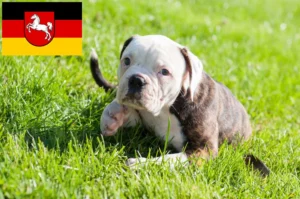 Read more about the article American Bulldog Züchter und Welpen in Niedersachsen