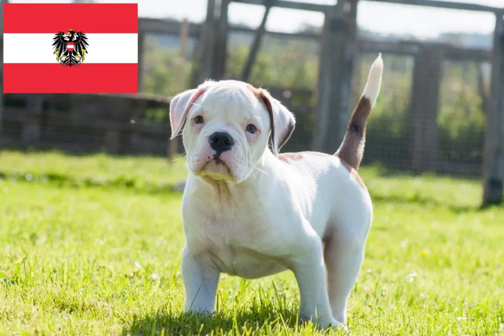 American Bulldog Züchter mit Welpen Österreich