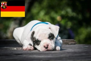 Read more about the article American Bulldog Züchter und Welpen in Rheinland-Pfalz