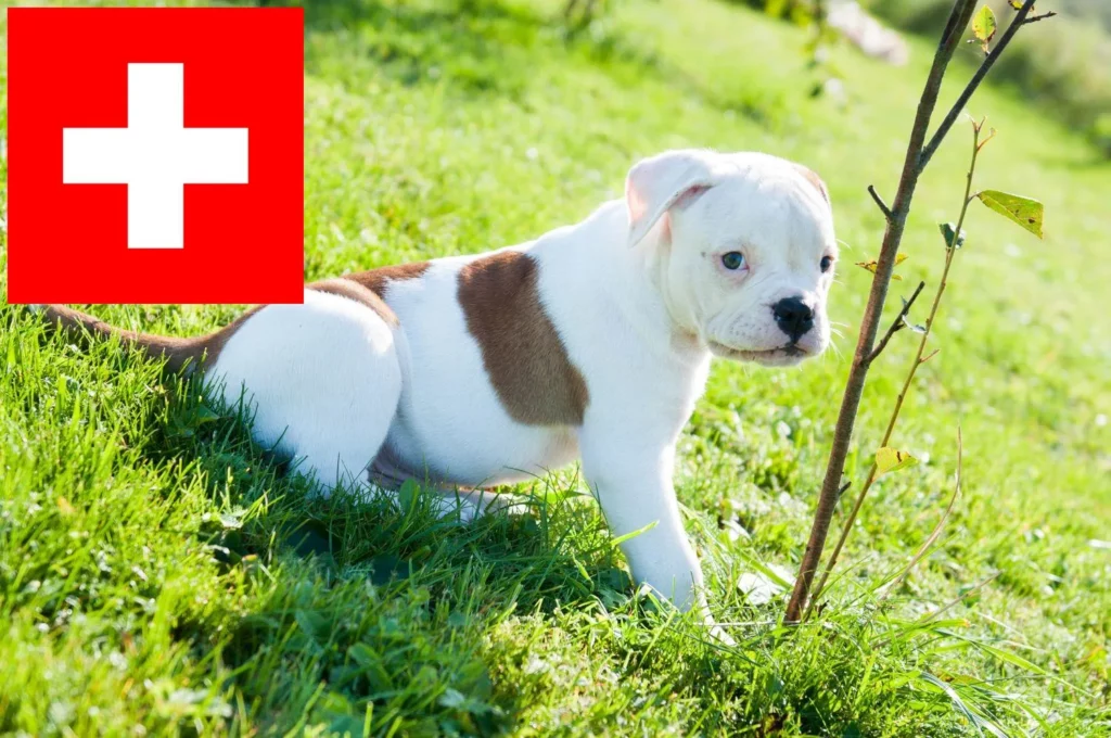 American Bulldog Züchter mit Welpen Schweiz