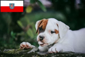 Read more about the article American Bulldog Züchter und Welpen in Thüringen