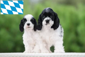 Read more about the article American Cocker Spaniel Züchter und Welpen in Bayern