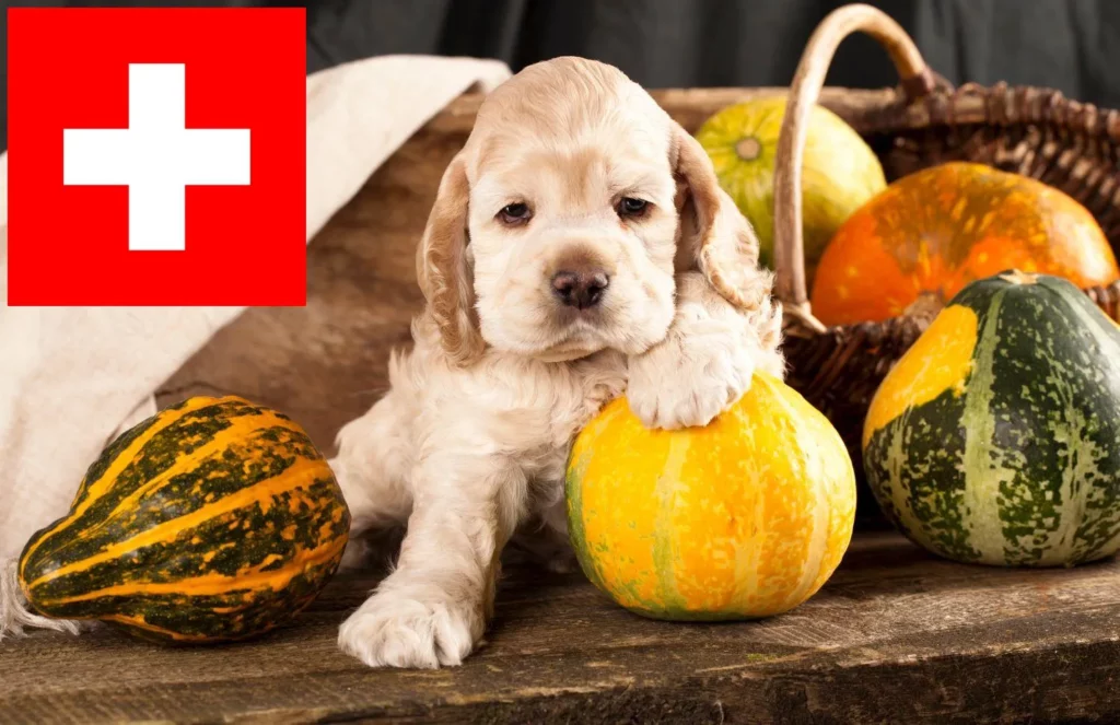 American Cocker Spaniel Züchter mit Welpen Schweiz