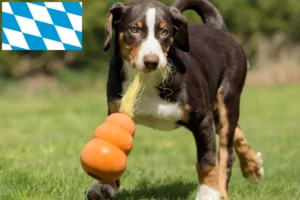 Read more about the article Appenzeller Sennenhund Züchter und Welpen in Bayern
