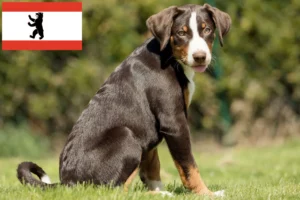 Read more about the article Appenzeller Sennenhund Züchter und Welpen in Berlin