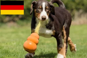 Read more about the article Appenzeller Sennenhund Züchter und Welpen in Deutschland