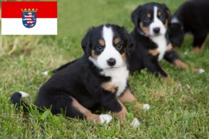 Read more about the article Appenzeller Sennenhund Züchter und Welpen in Hessen