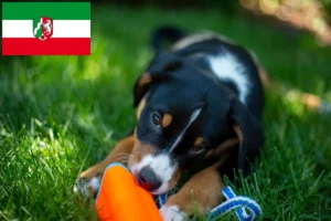 Read more about the article Appenzeller Sennenhund Züchter und Welpen in Nordrhein-Westfalen