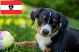 Read more about the article Appenzeller Sennenhund Züchter und Welpen in Österreich