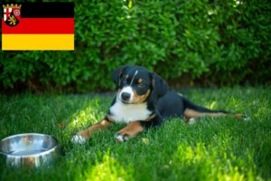 Read more about the article Appenzeller Sennenhund Züchter und Welpen in Rheinland-Pfalz