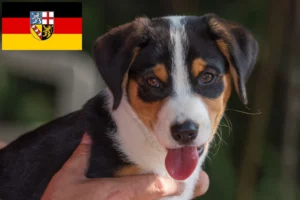 Read more about the article Appenzeller Sennenhund Züchter und Welpen im Saarland