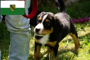 Read more about the article Appenzeller Sennenhund Züchter und Welpen in Sachsen