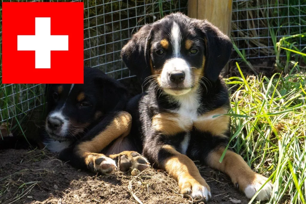 Appenzeller Sennenhund Züchter mit Welpen Schweiz