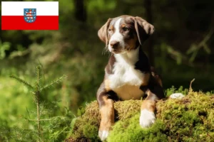 Read more about the article Appenzeller Sennenhund Züchter und Welpen in Thüringen