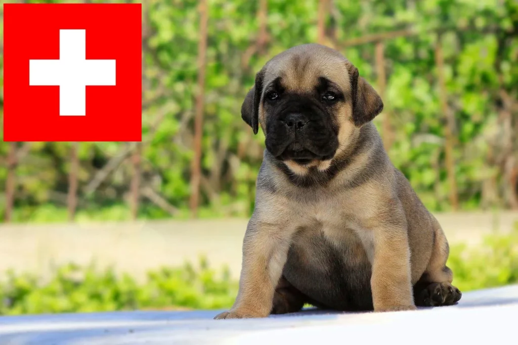 Boerboel Züchter mit Welpen Schweiz